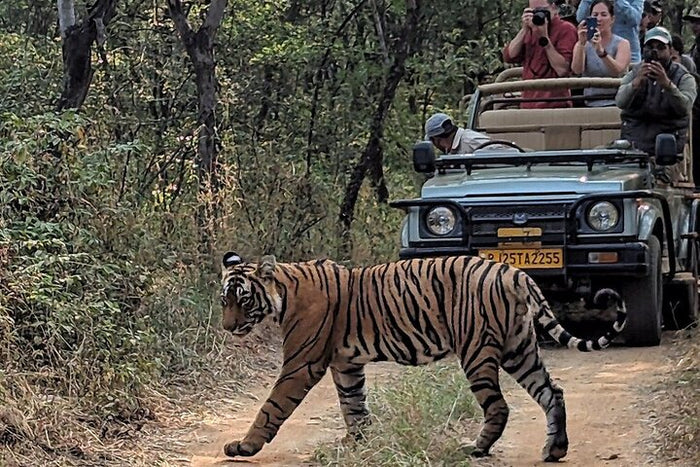 Tiger Safari at Ran