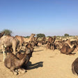 Desert Adventure Gift Box: Thrilling & Scenic Experiences Across Rajasthan’s Golden Sands