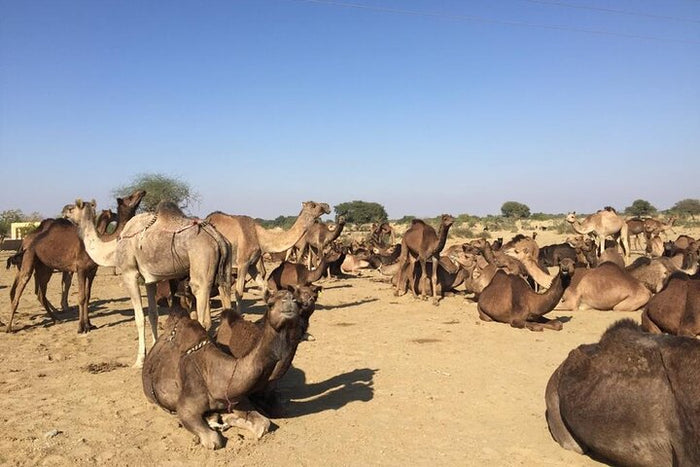 Desert Adventure Gift Box: Thrilling & Scenic Experiences Across Rajasthan’s Golden Sands