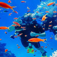 Curated Try Scuba Diving In Havlock