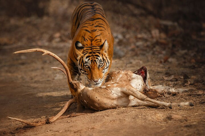Tiger Sighting at Ranthambore