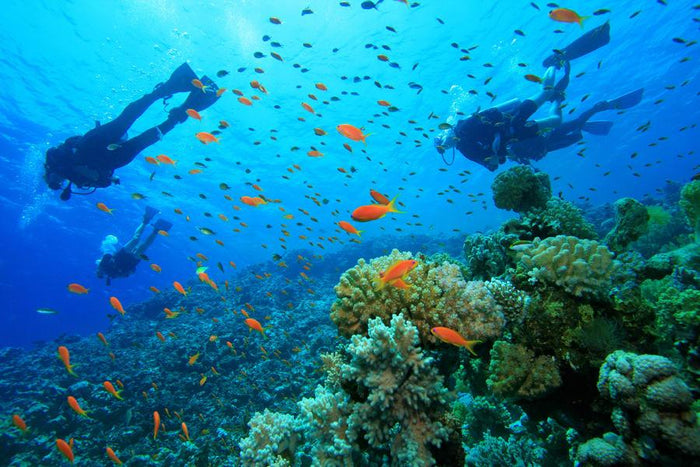 Scuba Diving in Kovalam
