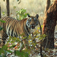 Tiger Safari