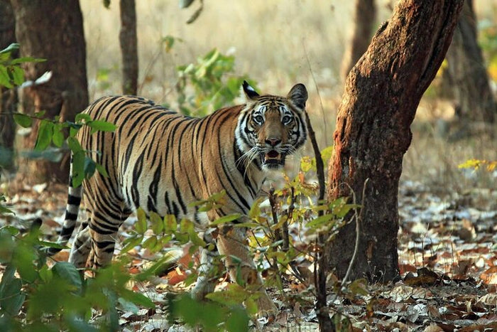 Tiger Safari