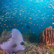 Curated Try Scuba Diving In Havlock