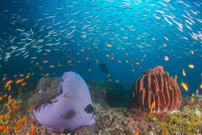 Curated Try Scuba Diving In Havlock