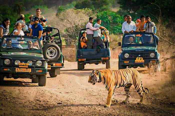 An unforgettable thrill! The sound of the jungle, the anticipation in the air, and then... this majestic tiger. Ranthambore, you were incredible! A must-do for any wildlife lover