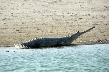Same Day Trip To National Chambal Sanctuary From Agra With River Safari