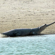 Same Day Trip To National Chambal Sanctuary From Agra With River Safari