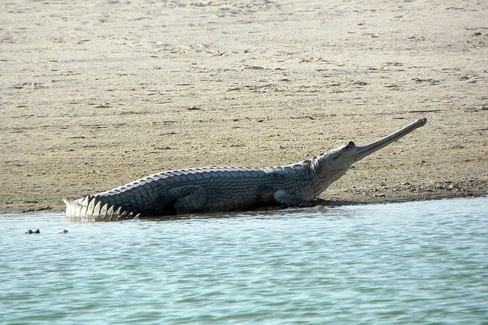 Same Day Trip To National Chambal Sanctuary From Agra With River Safari