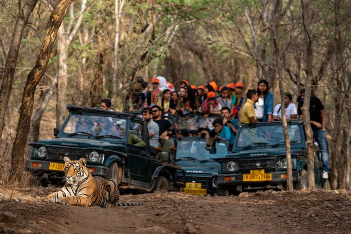 Showstopper wild male Tiger road block inside a Panna National Park.