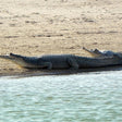 Same Day Trip To National Chambal Sanctuary From Agra With River Safari