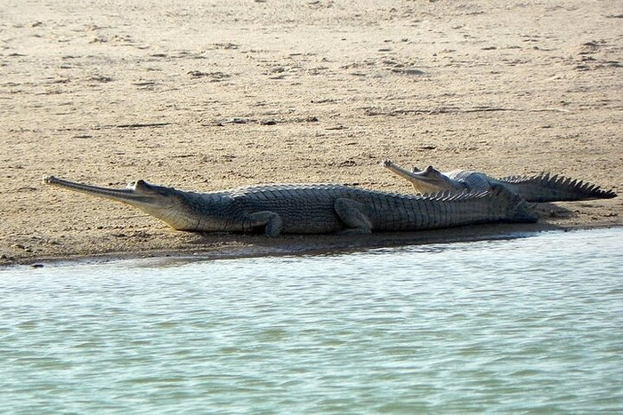 Same Day Trip To National Chambal Sanctuary From Agra With River Safari