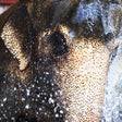 Unforgettable Taj Mahal with Wildlife SOS Elephant Conservation and Care Center