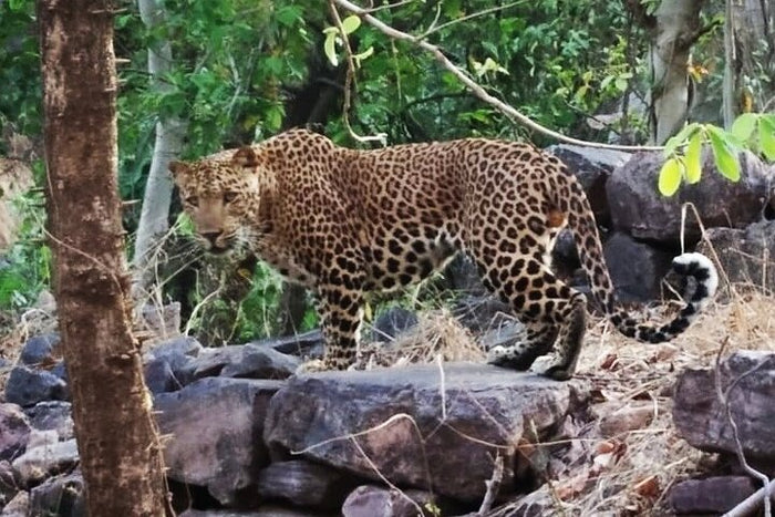 Leopard Sighting