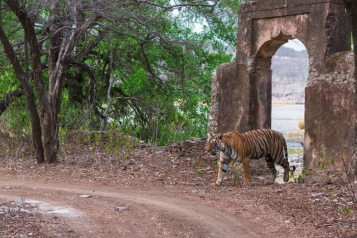 Ranthambore Tiger Safari