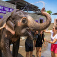Thrilling Amer Fort and Elephant Village Experience Tour with Transfers in Jaipur