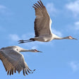 Same Day Trip To National Chambal Sanctuary From Agra With River Safari