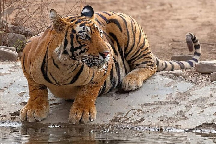 Tiger Sighting