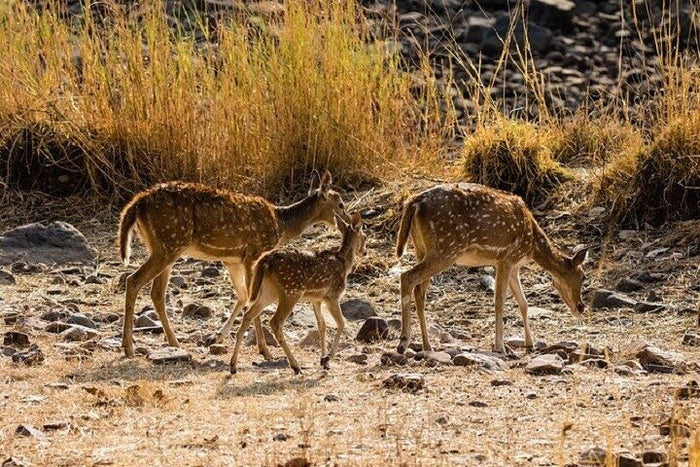 Ranthambore Wildlife
