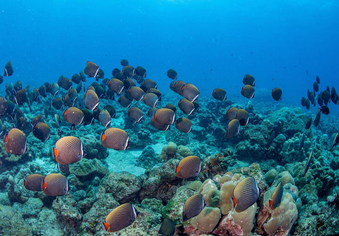 Scuba Diving in Havelock Island
