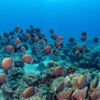 Scuba Diving in Havelock Island