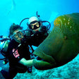 Curated Try Scuba Diving In Havlock