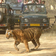 Safari Adventure Gift Box: Extraordinary Wildlife Experiences Across India