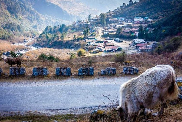Premium Excursion to North Sikkim Lachen and Lachung 6 Days
