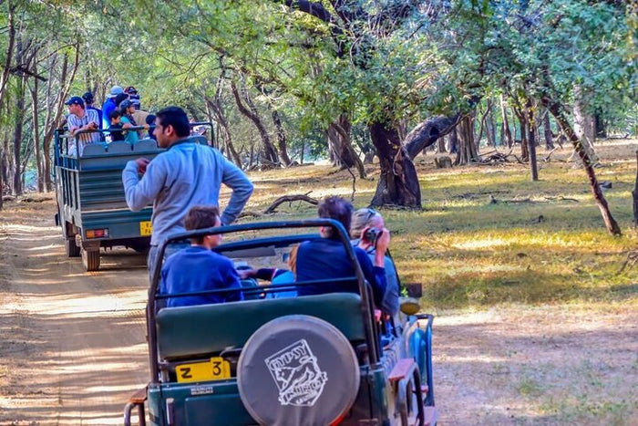 Jungle Safari Ranthambore