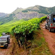 Local Tea Trail and Tea Factory Visit in Munnar