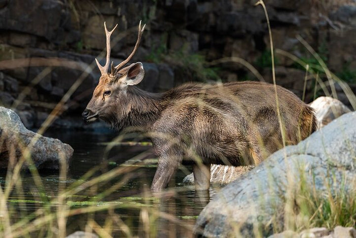 Swamp Deer