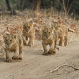Immersive Private Lion Safari in the Gir National Park in Gujarat