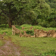 Immersive Private Lion Safari in the Gir National Park in Gujarat