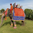 Royal Elephant Experience with Safari and Cultural Village Tour in Jaipur