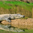 From Ranthambore:National Chambal Alligator Private Trip All Incl