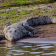 From Ranthambore:National Chambal Alligator Private Trip All Incl
