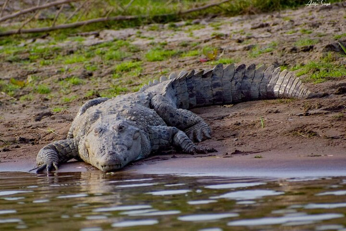From Ranthambore:National Chambal Alligator Private Trip All Incl