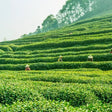 Palampur Adventure and Heritage Experience with Tea Garden Tour