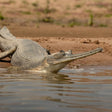 From Ranthambore:National Chambal Alligator Private Trip All Incl