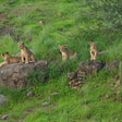 Immersive Private Lion Safari in the Gir National Park in Gujarat