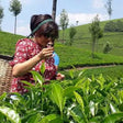 Local Tea Trail and Tea Factory Visit in Munnar