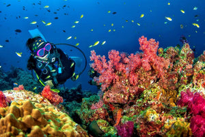 Scuba Diving Experience in Pondicherry