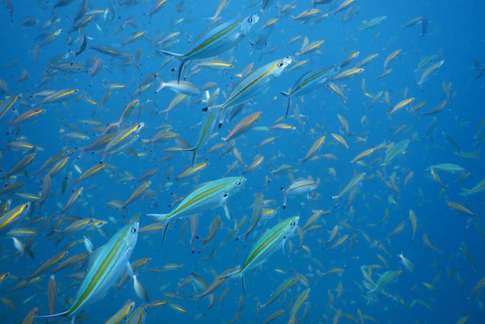 Scuba Diving in Pondicherry with Free Videography