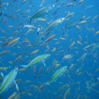 Scuba Diving in Pondicherry with Free Videography