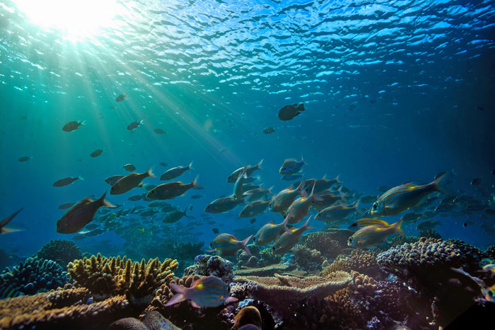 Scuba Diving In Gokarna