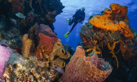 Thrilling PADI Scuba Diver Certification Course in Kovalam