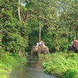 Elephant Safari Experience for One in Gorumara National Park