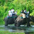 Elephant Safari Experience for One in Gorumara National Park