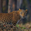 Evening Leopard Safari Experience in Jawai Leopard Conservation Area for One